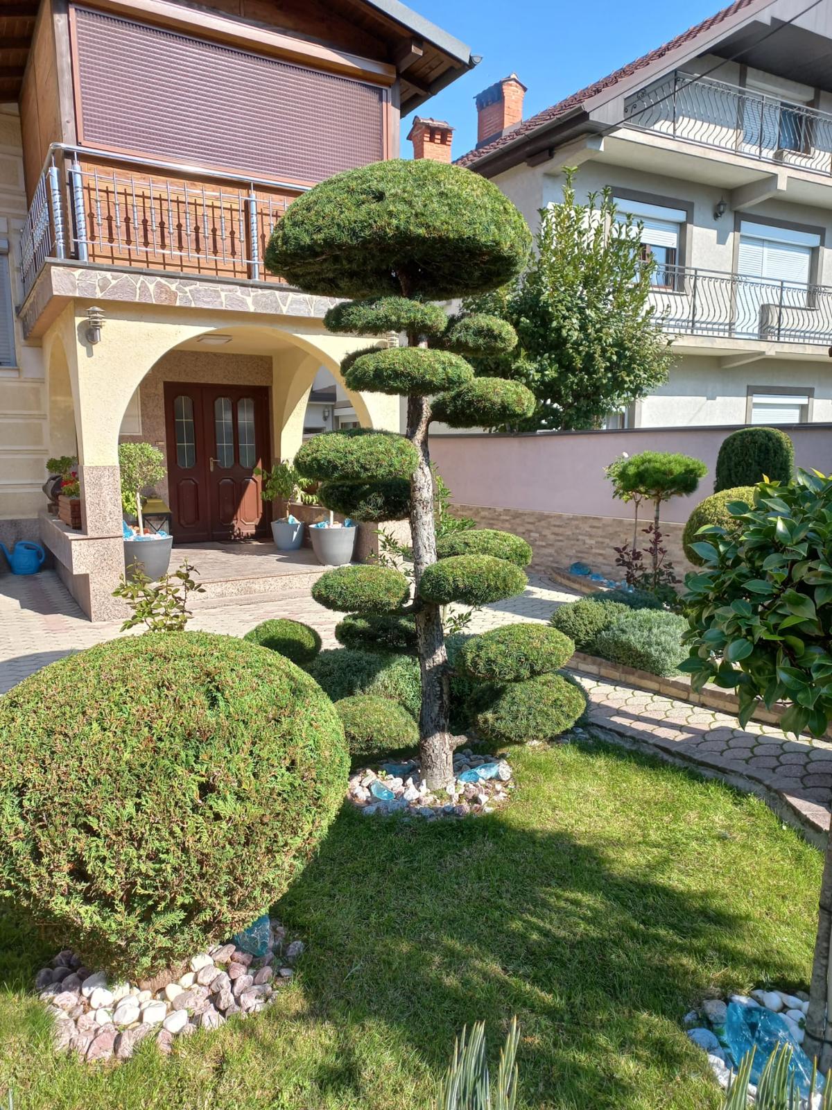 Kunstvoll geschnittene Spiralbäume im Vorgarten